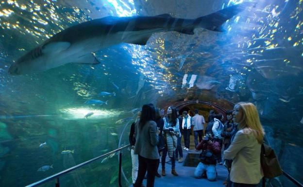El Aquarium de San Sebastián recibe 331.170 visitantes en 2019, casi la mitad de ellos extranjeros