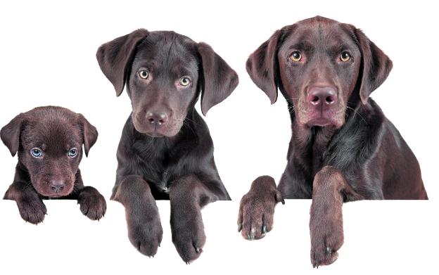 ¿Qué edad tiene mi perro?