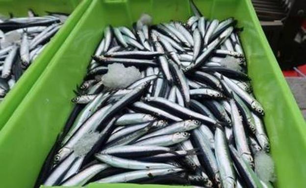 Renovado sin cambios el acuerdo para la costera de la anchoa en el Cantábrico