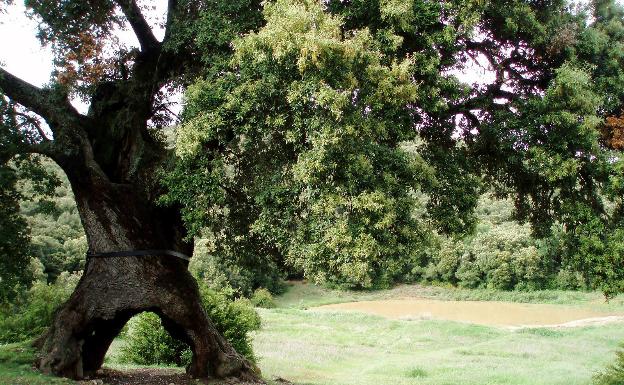 Tres patas y un cinturón