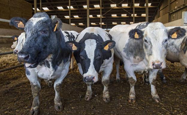 Retiran la multa al ganadero cuyas vacas interrumpieron la línea de FEVE León-Bilbao