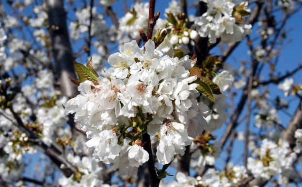 La floración de los cerezos del Valle del Jerte se adelanta
