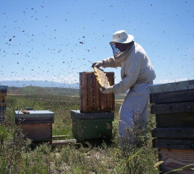 Las abejas siguen su ritmo y los de Aikur tienen que visitar los colmenares al menos cada diez días. / AIKUR