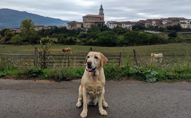 Tu perro durante el estado de alarma: permisos, abusos y restricciones