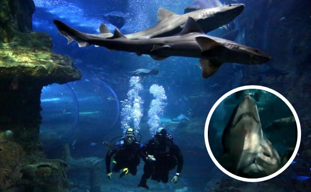 Los tiburones del Aquarium se reproducen durante la cuarentena