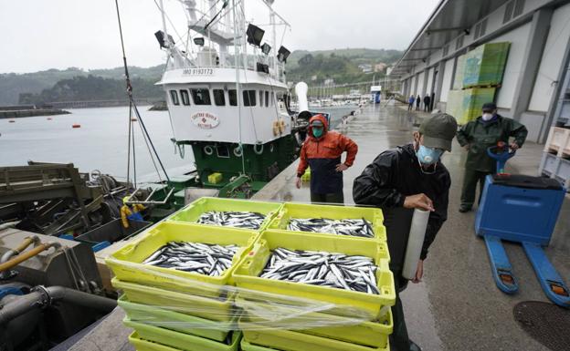 Llegan a Getaria las primeras descargas de anchoa grande
