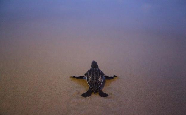 Tortugas y tiburones vuelven a las costas de Tailandia sin turistas