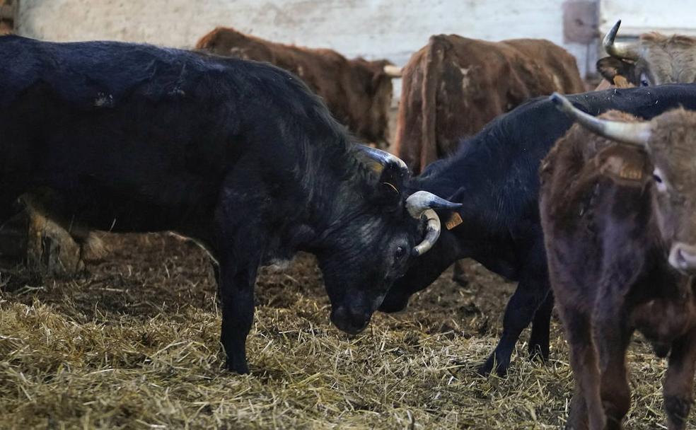 «Sin festejos voy a tener que llevar a las vaquillas al matadero»