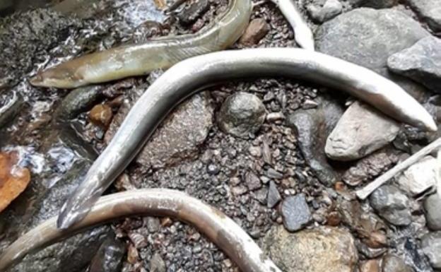 GHK investiga a la concesionaria del CMG de Zubieta por un vertido en una regata próxima a la incineradora