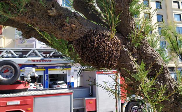 Retiran dos colmenas y un nido de avispa asiática en Donostia