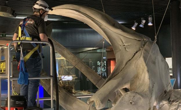 La ballena y los tiburones del Aquarium de San Sebastián ya están listos