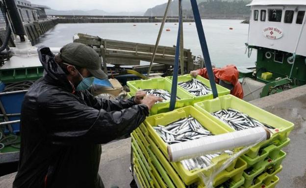 El 'stock' de anchoa en el Golfo de Bizkaia, en máximos históricos