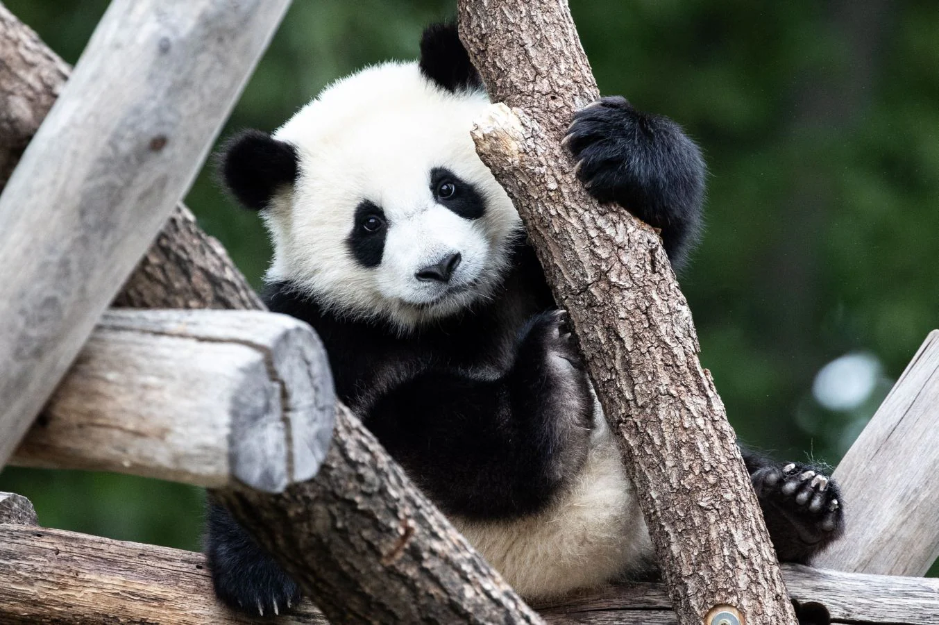 Fotos: La estresante vida de un oso panda