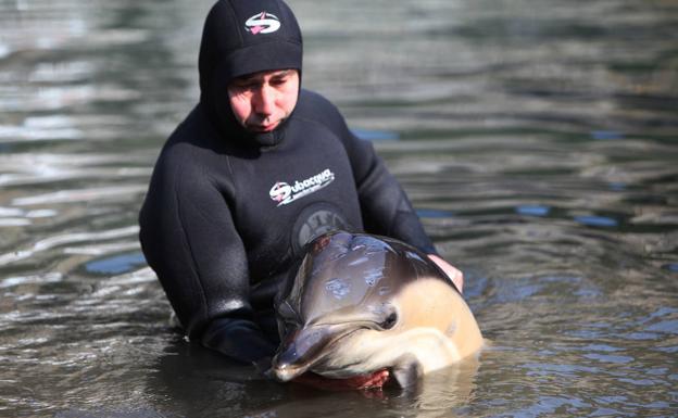 La UE denuncia la matanza de delfines en el Golfo de Bizkaia