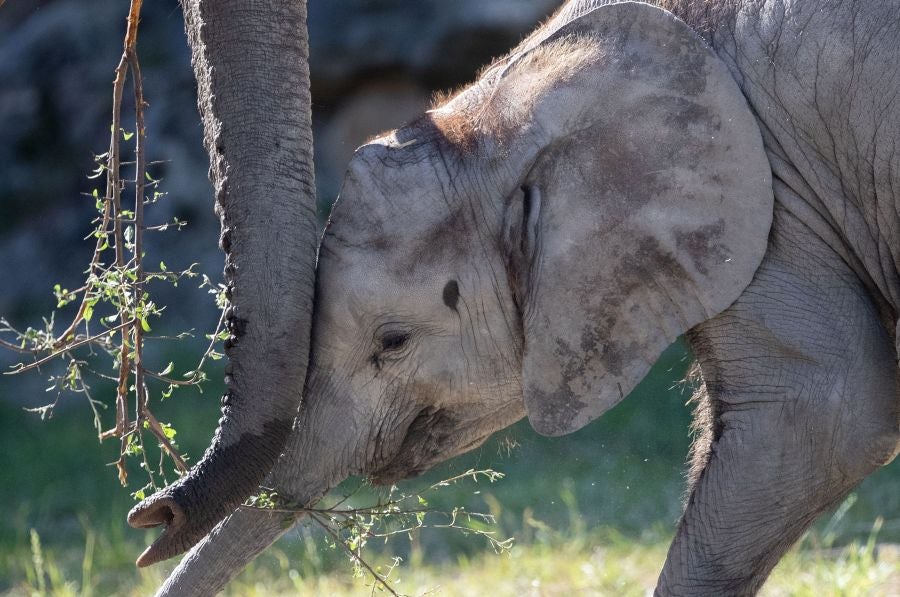 Nacimientos en el zoológico de Viena