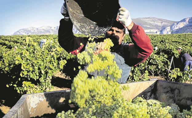 Rioja Alavesa extrema el protocolo para evitar brotes en los temporeros de la vendimia