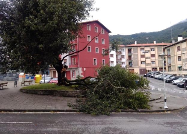 Se rompe una nueva gran rama del centenario laurel