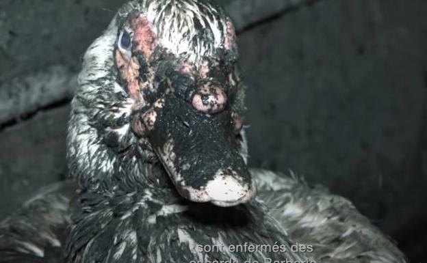 Polémica tras la difusión de imágenes de una granja de patos de Iparralde