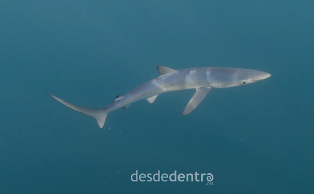 «Las tintoreras son huidizas y es extraño que se adentren en la bahía con tanta gente»