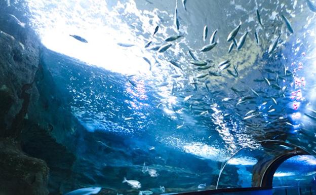 El Aquarium recibió en julio y agosto un 31,1 % de visitas menos que el pasado año