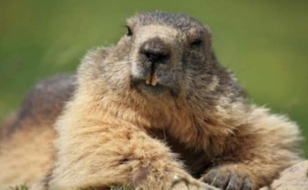 Descubren que las marmotas se comunican por dialectos | El Diario Vasco