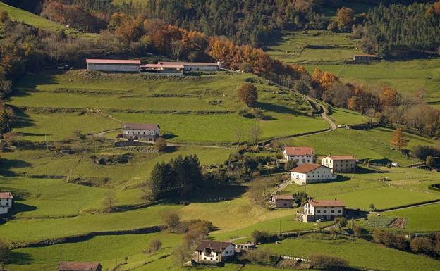 Juzgan a un ganadero guipuzcoano acusado de dejar morir de hambre a sus vacas