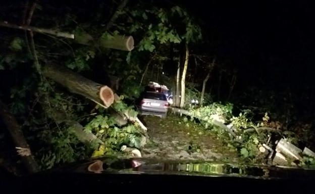Líneas de tren y carreteras cortadas en Gipuzkoa por caídas de árboles