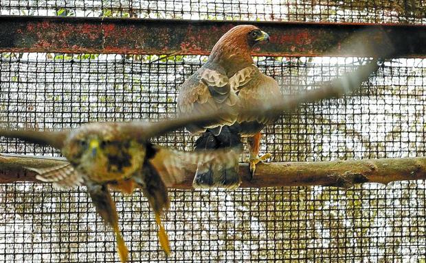 Nuevos inquilinos aéreos en Aizkorri-Aratz