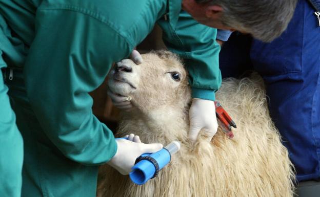 Gipuzkoa detecta dos casos de lengua azul en Aia