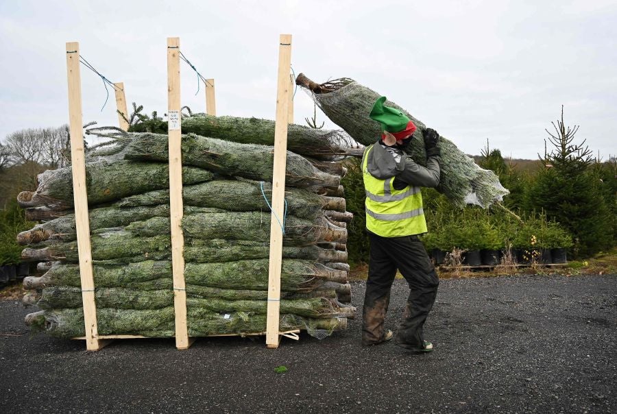 Fábrica de abetos de Navidad en Inglaterra