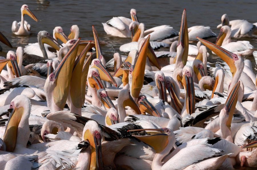 'Pit stop' de los pelícanos en una piscifactoria