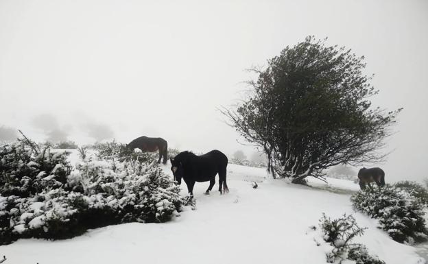 La nieve, la cara más amable del temporal
