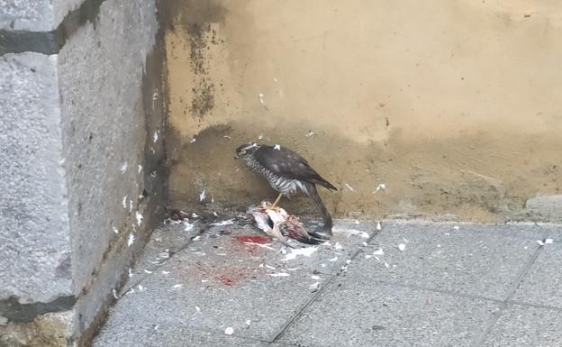 Un gavilán cazando en pleno centro de Aretxabaleta