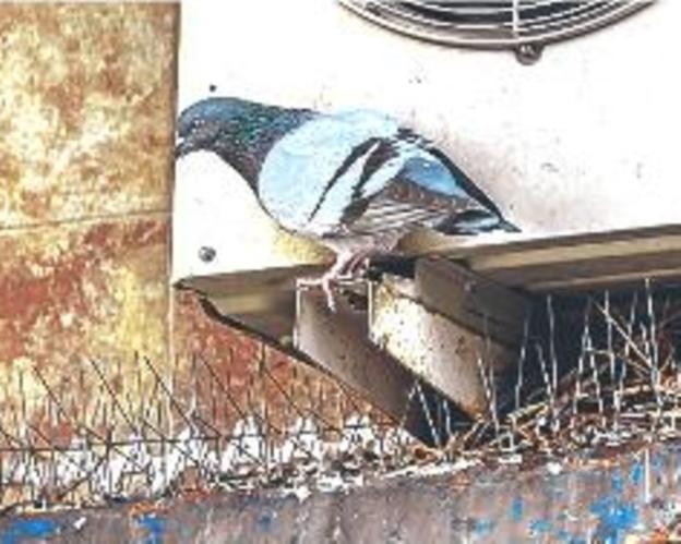 Una plaga de palomas tiene enfrentadas a comunidades de vecinos de Lakua