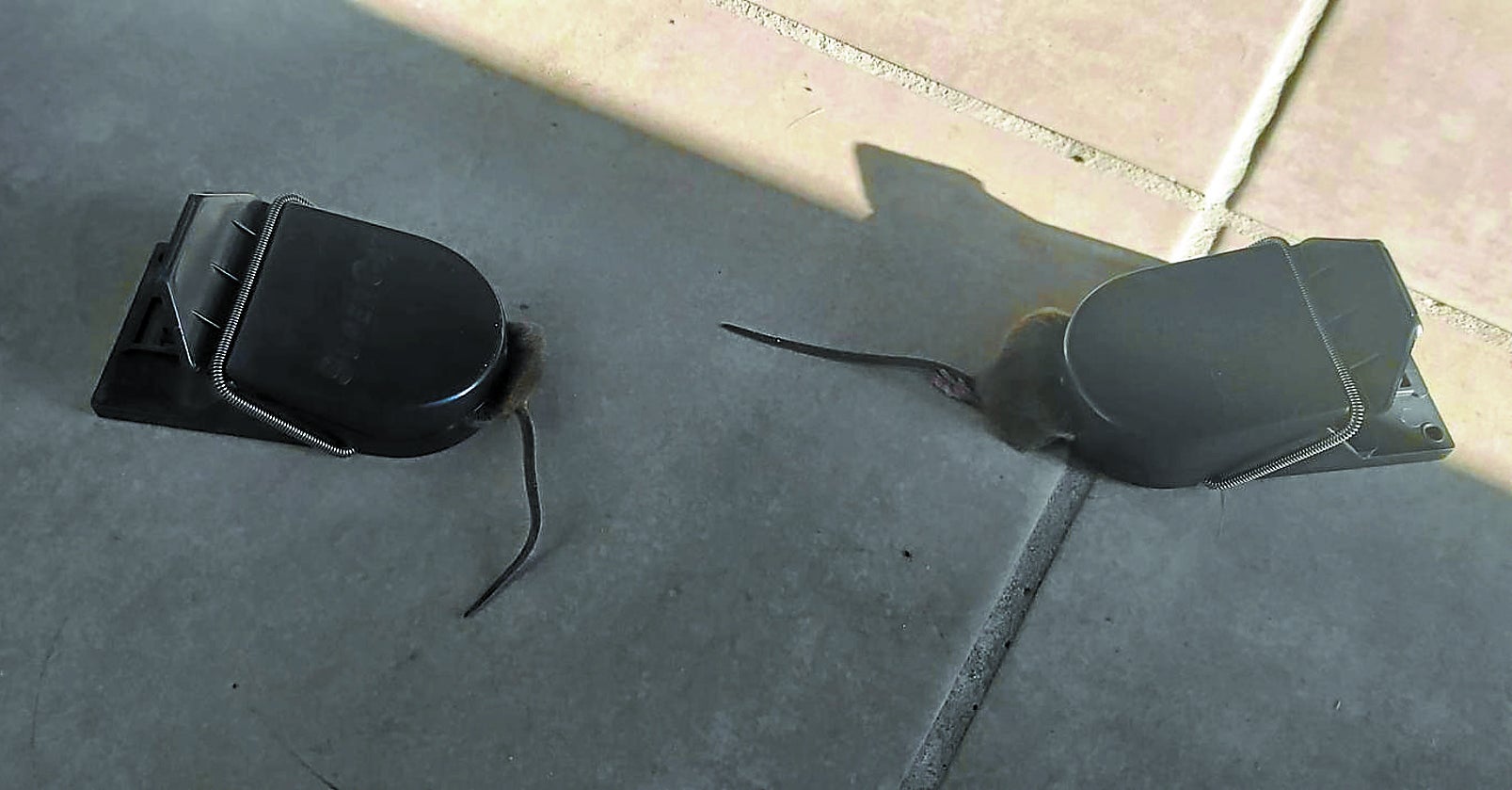 «He atrapado seis ratas en un solo día»