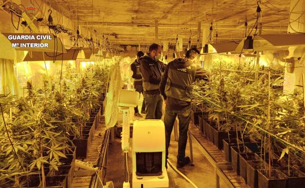 La Guardia Civil desmantela una plantación de marihuana en una nave agrícola en Zumaia