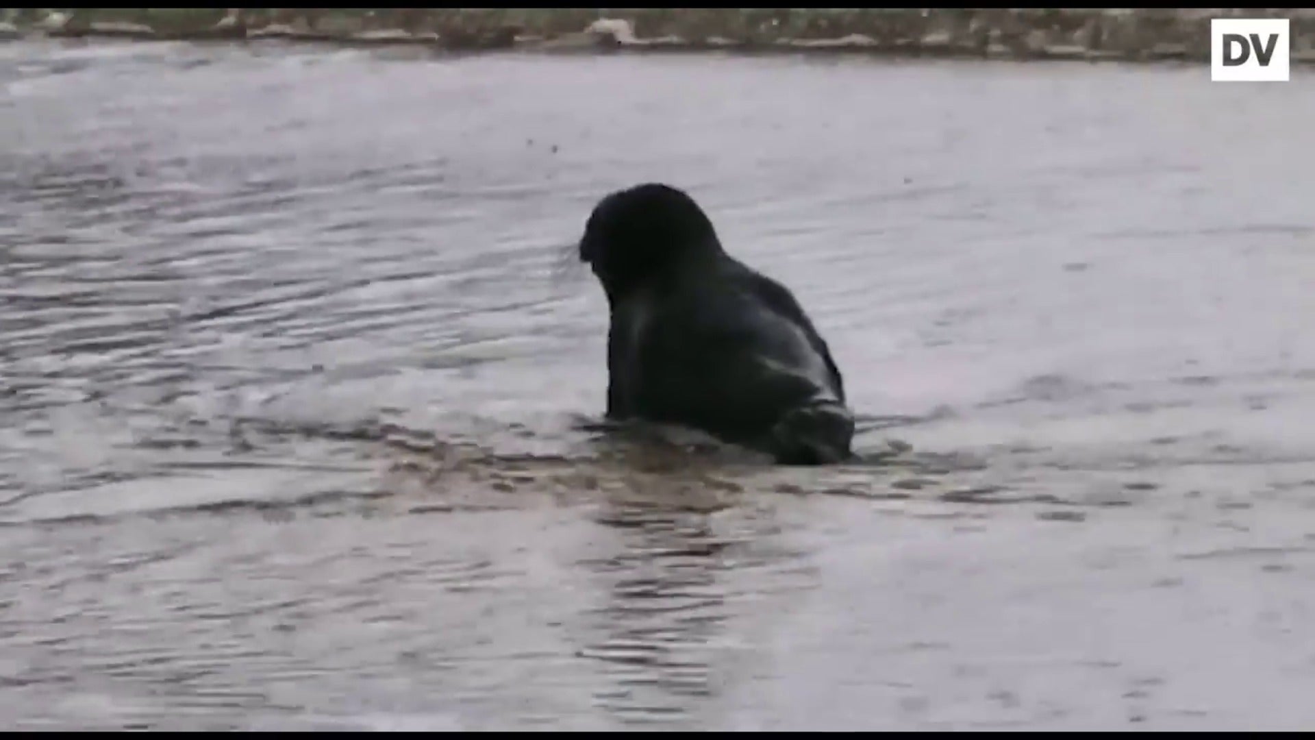 Aparece una foca en la playa de la Concha