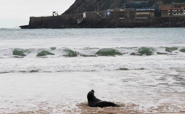Una foca se pasea por la playa de La Concha