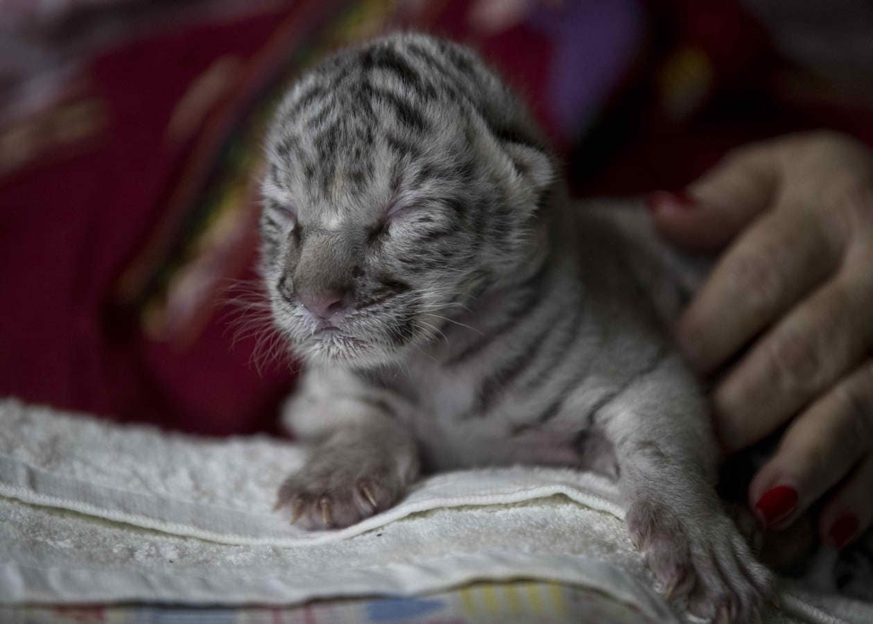 Posing cute white tiger cub, Another one of the white tiger…