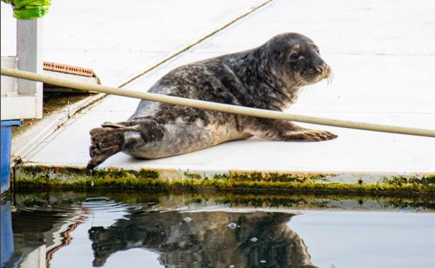 Una foca descansa en el Bidasoa