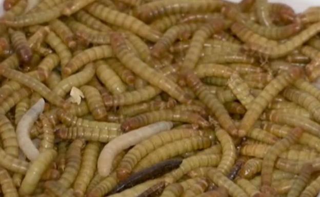 Europa avala al primer gusano comestible como 'snack' o ingrediente