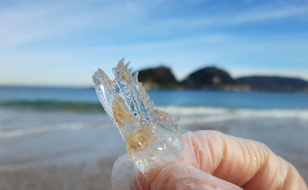 Las salpas son los nuevos inquilinos de Ondarreta