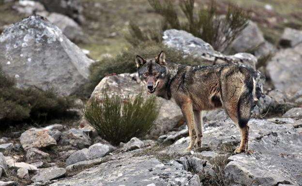 Las asociaciones ganaderas califican como «despropósito y cañonazo a su sector» incrementar la protección del lobo