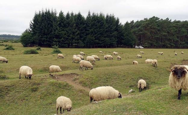 EHNE denuncia «maniobras de la industria quesera» para pagar menos a los ganaderos