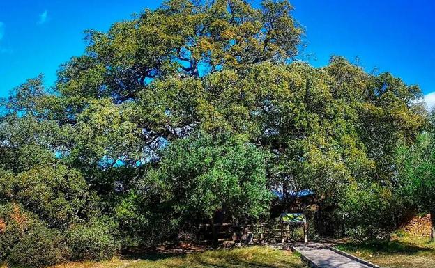 La encina que aspira a ser árbol europeo