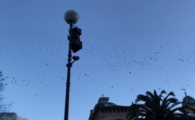 Los estorninos vuelven a dormir al Boulevard donostiarra