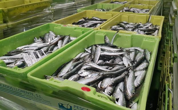 Los arrantzales se tienen que contentar con sardina en el primer día de campaña de verdel