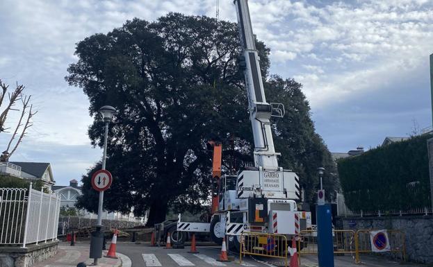 Mimos para la encina de Berio