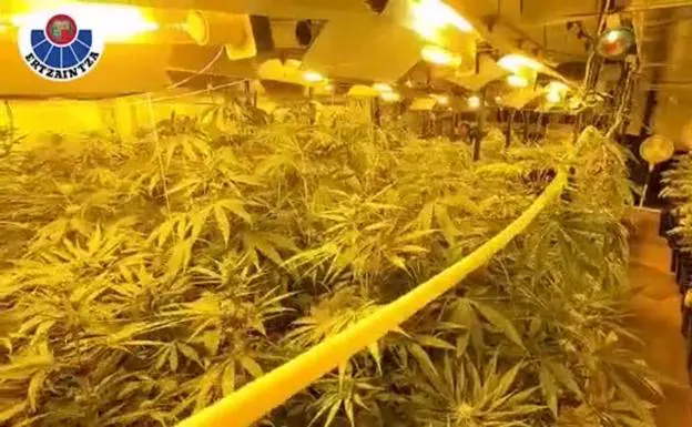 5 detenidos y 900 plantas de marihuana incautadas en Güeñes