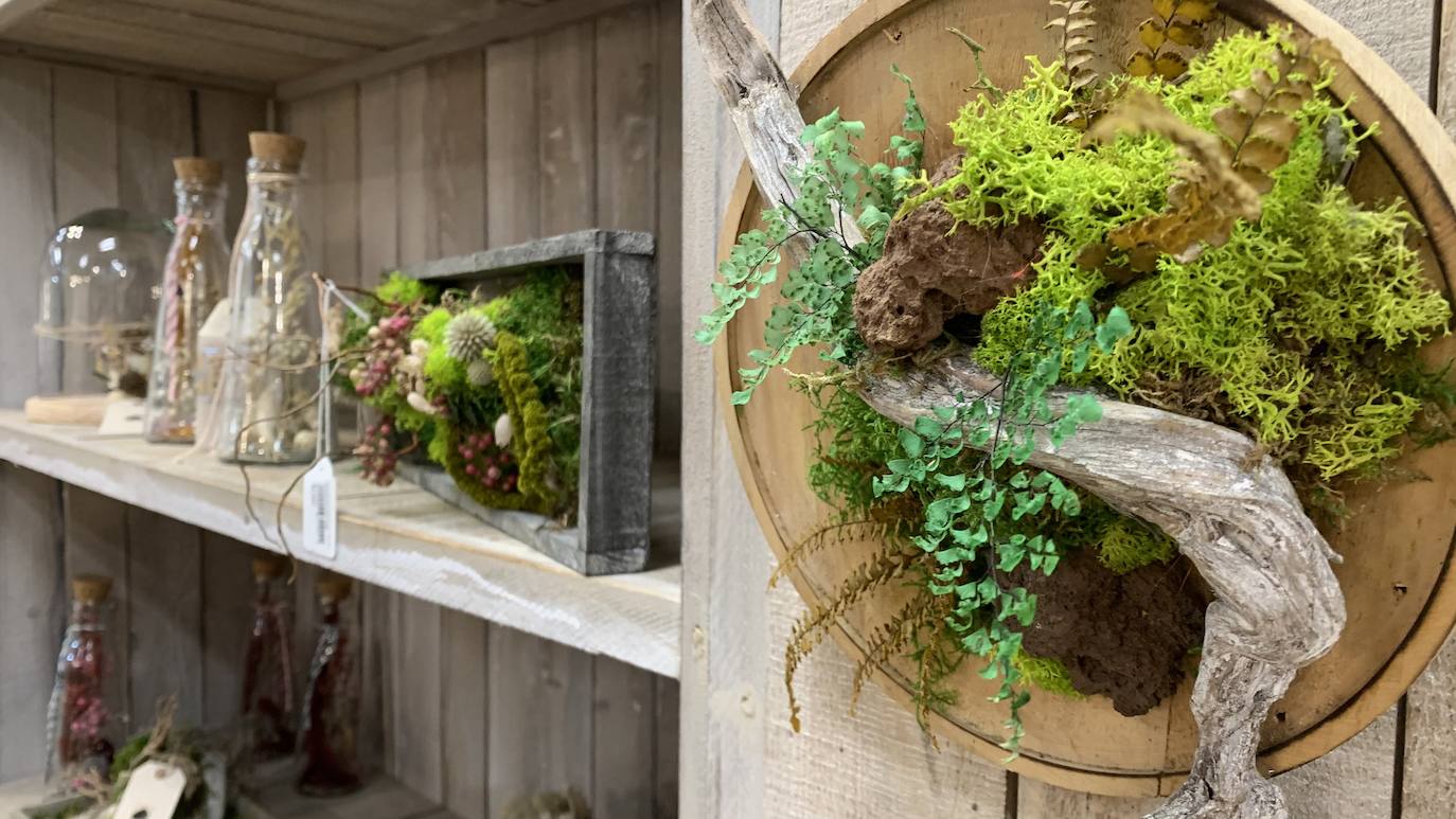 Plantas de todos los tipos, colores y aromas para esta primavera